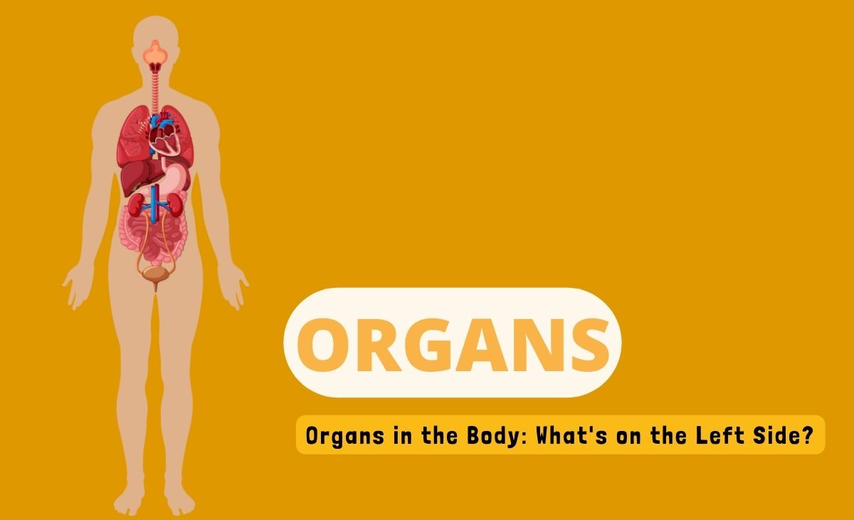 Organs In The Body What s On The Left Side Resurchify