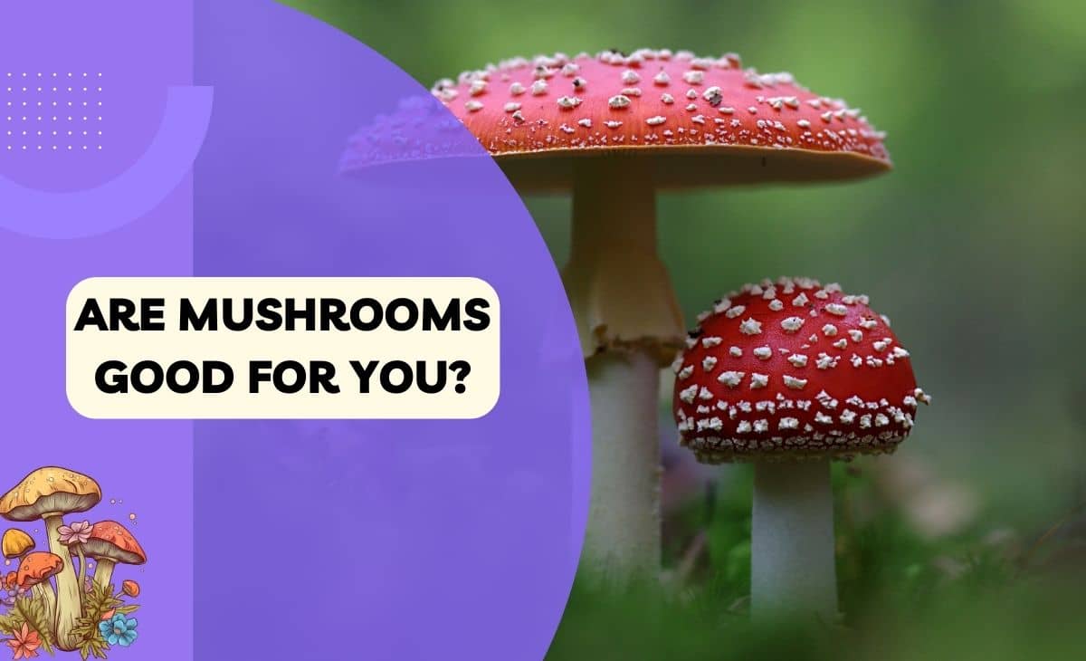 the-10-best-mushrooms-to-eat-healthy-mushrooms-eden-boost